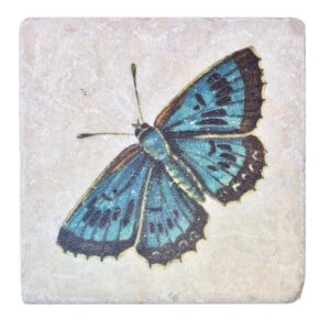 Marmor Schmetterling 3