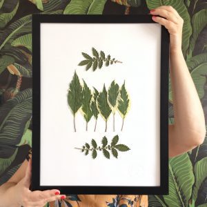 Blätter Herbarium