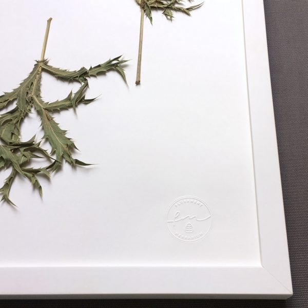 Distel Herbarium